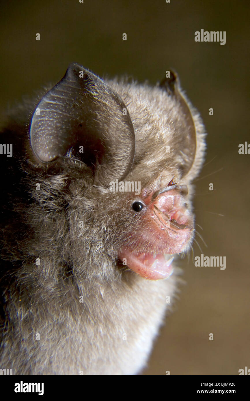 Noack's Roundleaf Bat (Hipposideros ruber), coastal Kenya. Stock Photo