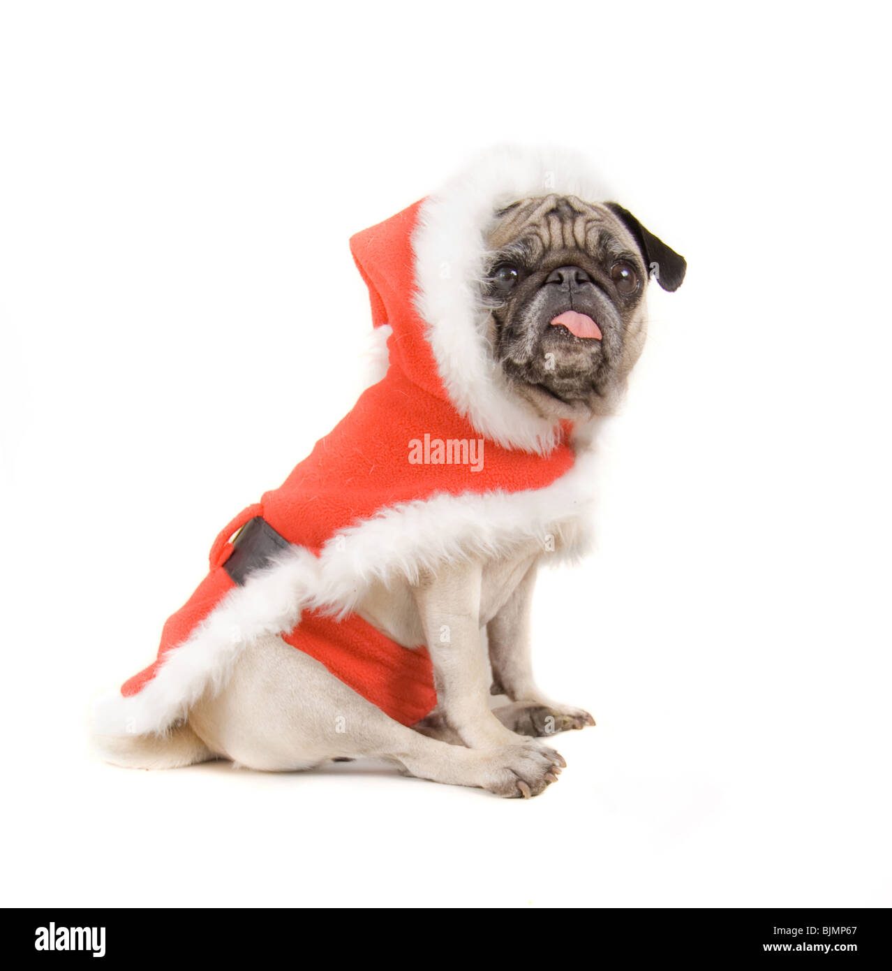 a pug dog isolated on a white background Stock Photo - Alamy
