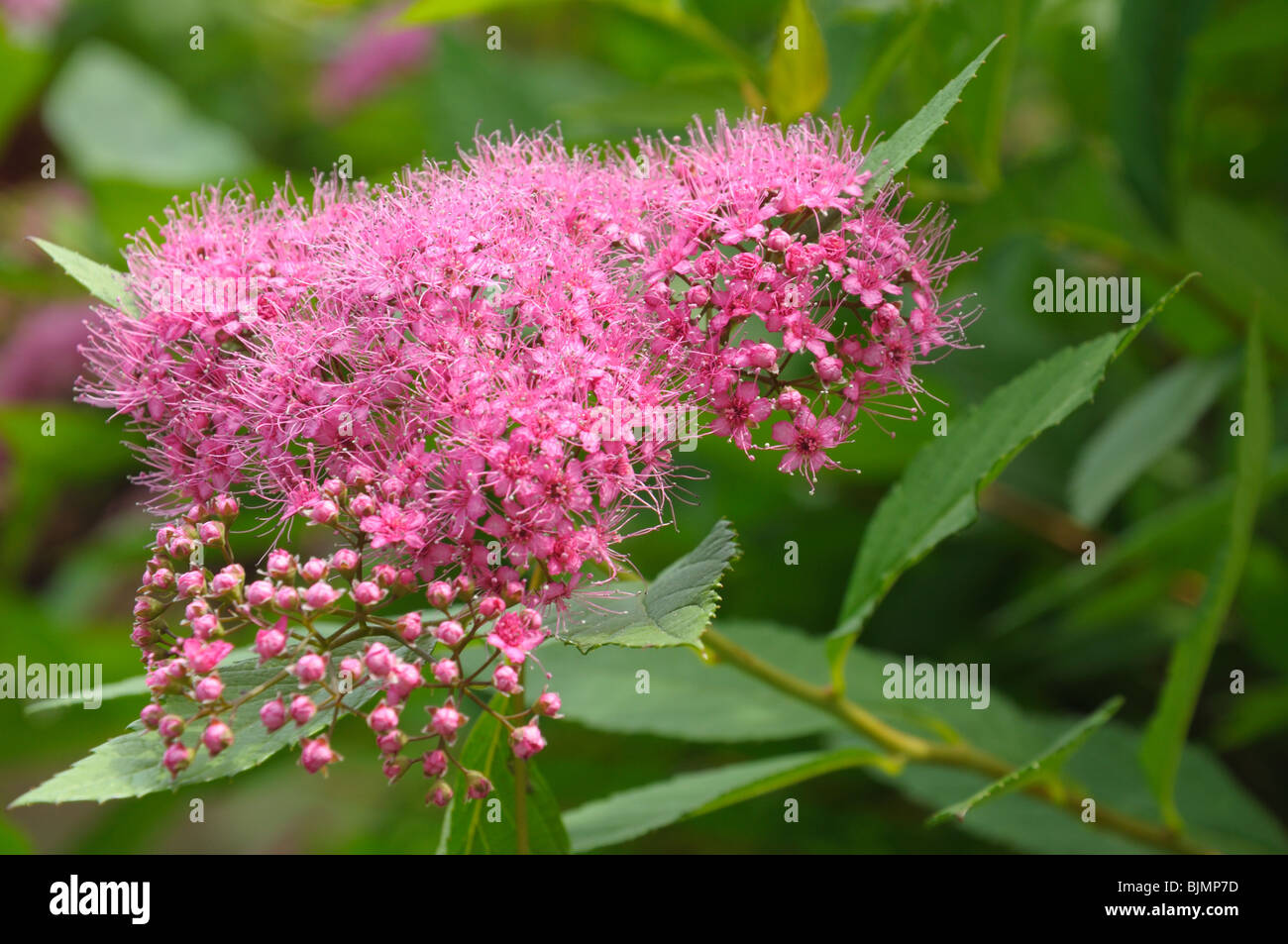 The close up view of the inflorescence of small red flowers Stock Photo