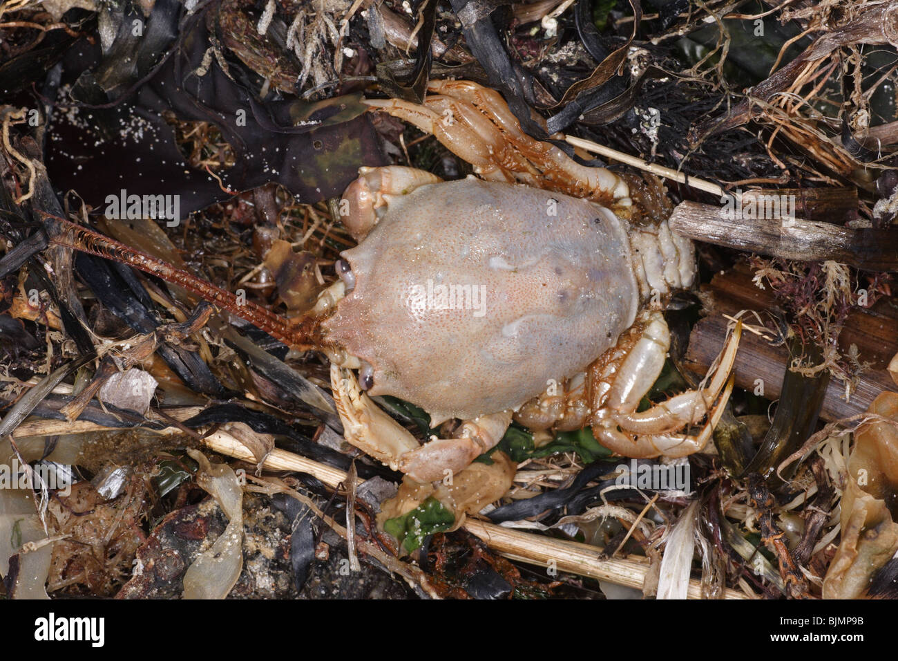 Dead masked crab. Corystes cassivelaunus. Washed up on strandline. Studland beach Dorset march. Stock Photo