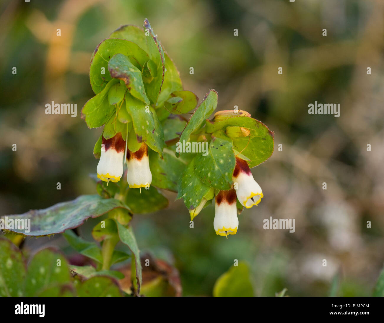A Honeywort, Cerinthe gymnandra or Cerinthe major ssp. gymnandra, Algarve, Portugal. Stock Photo