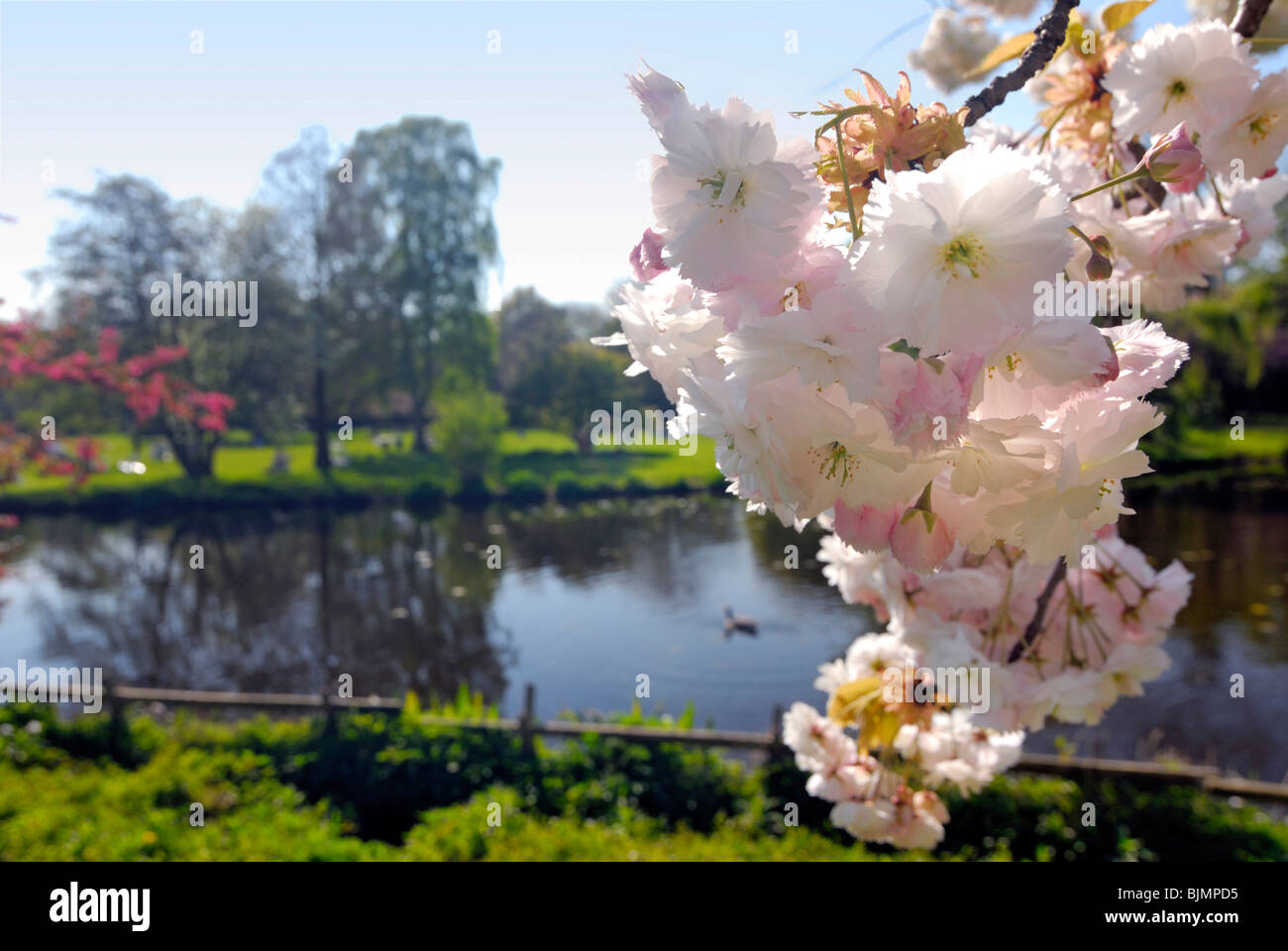 Spring bloom at the Aussenalster lake in Hamburg, Germany, Europe Stock