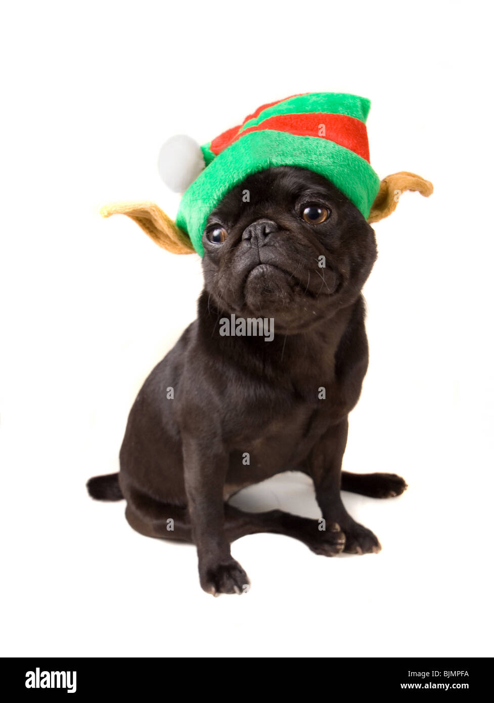 a pug dog isolated on a white background Stock Photo - Alamy