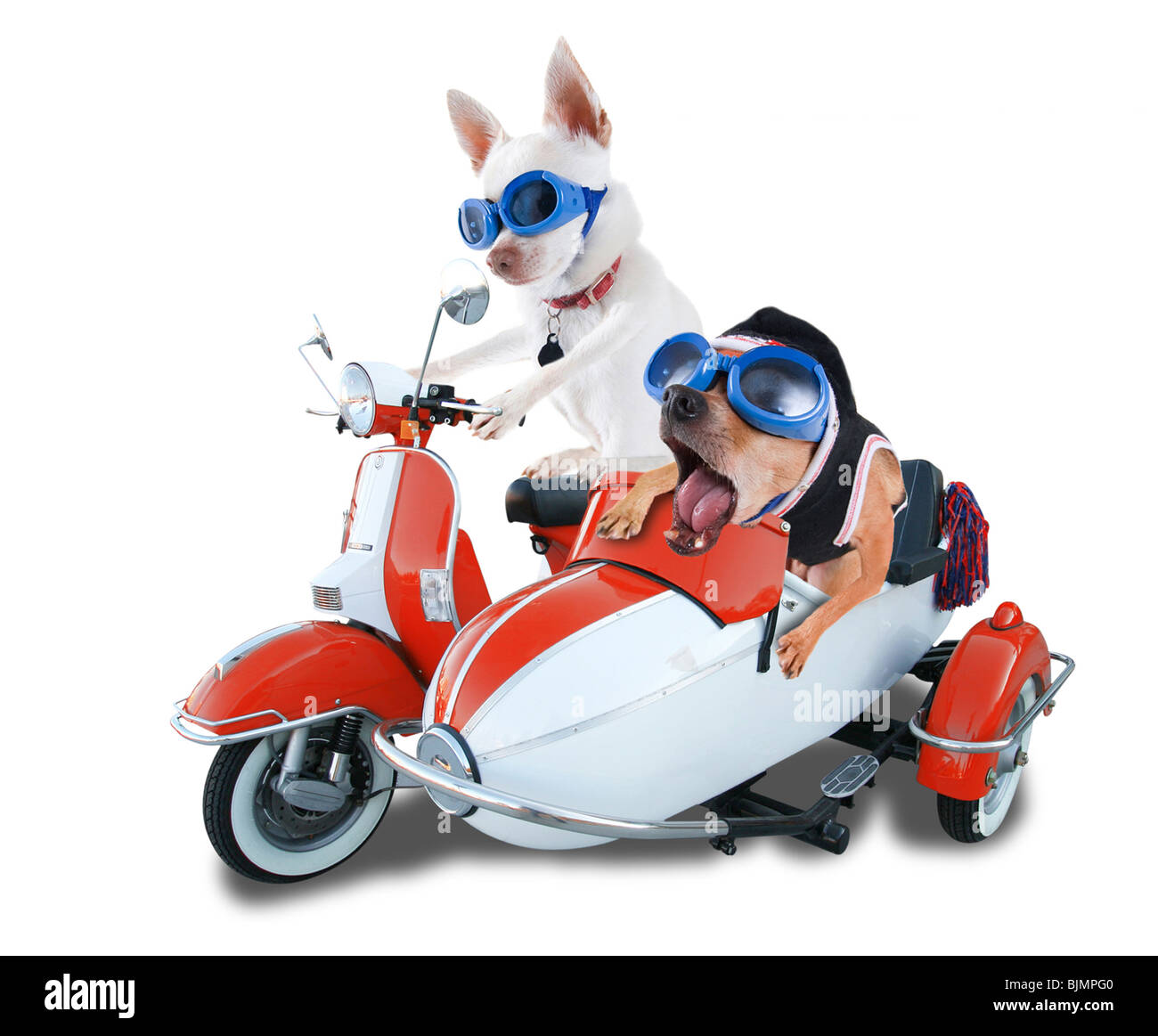Dog riding a motorcycle Cut Out Stock Images & Pictures - Alamy