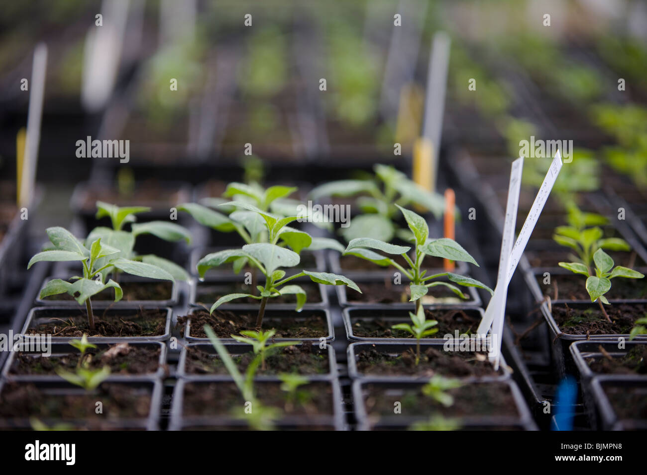 Spring seedling of organic herbs Stock Photo