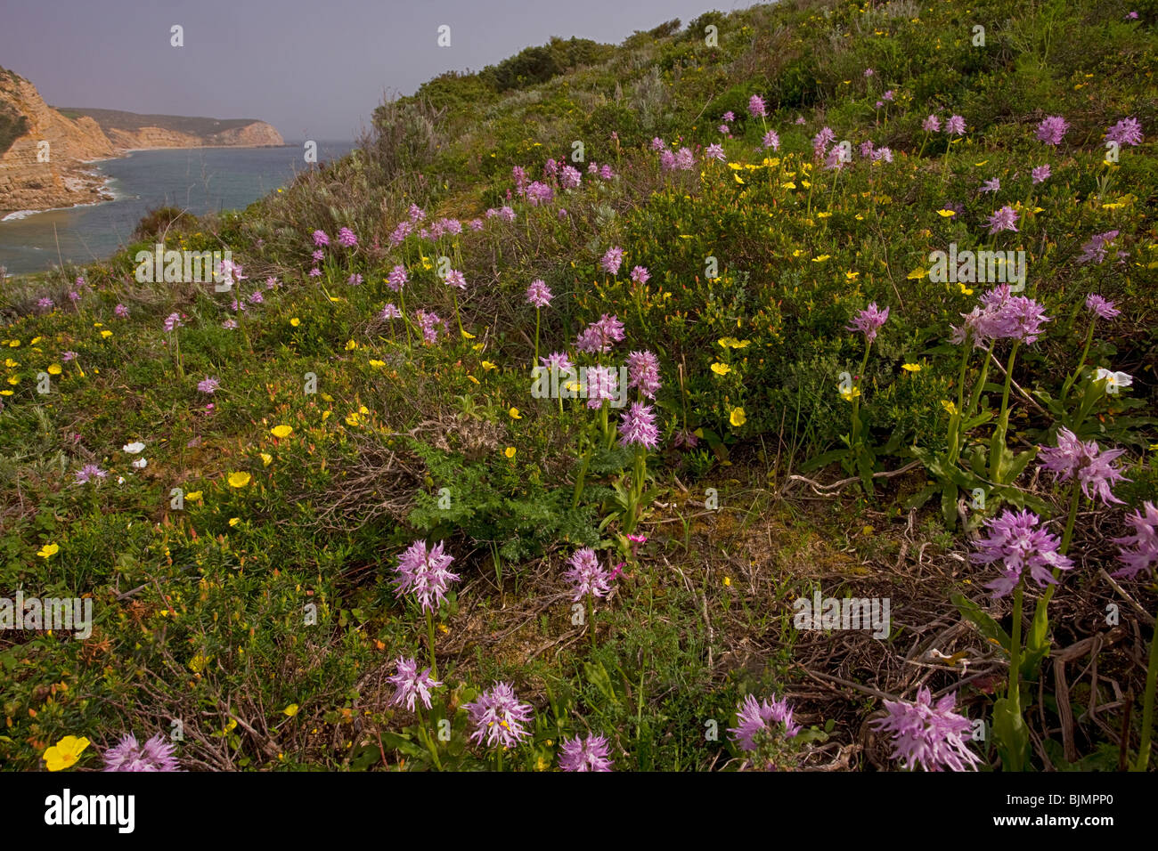 Cliff-top spring flowers, mainly Italian Orchid Orchis italica and Halimium commutatum near Burgau, Algarve, Portugal. Stock Photo