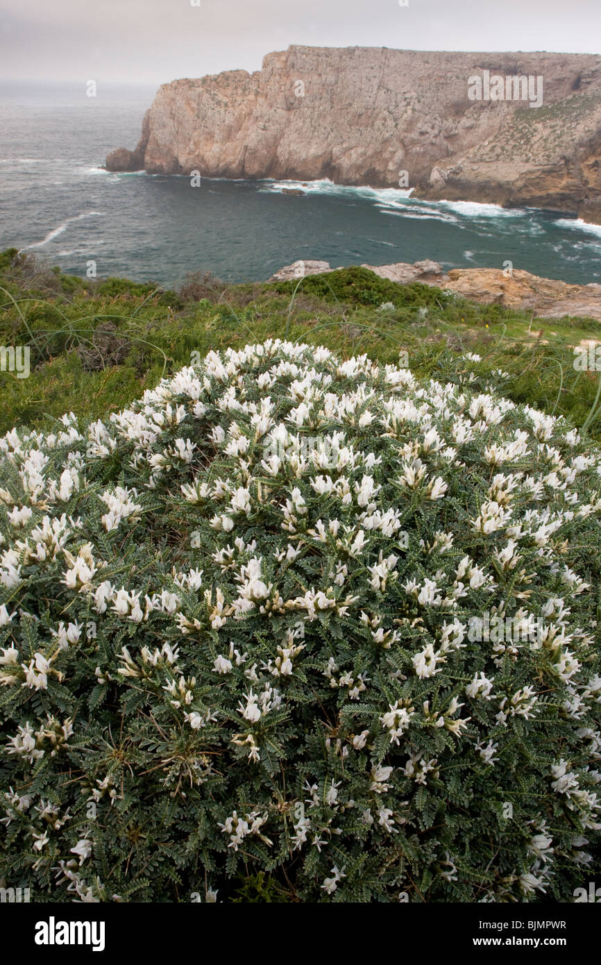 White Tragacanth Astragalus massiliensis - a spiny cushion plant - in flower, Cape St. Vincent, Algarve, Portugal. Stock Photo