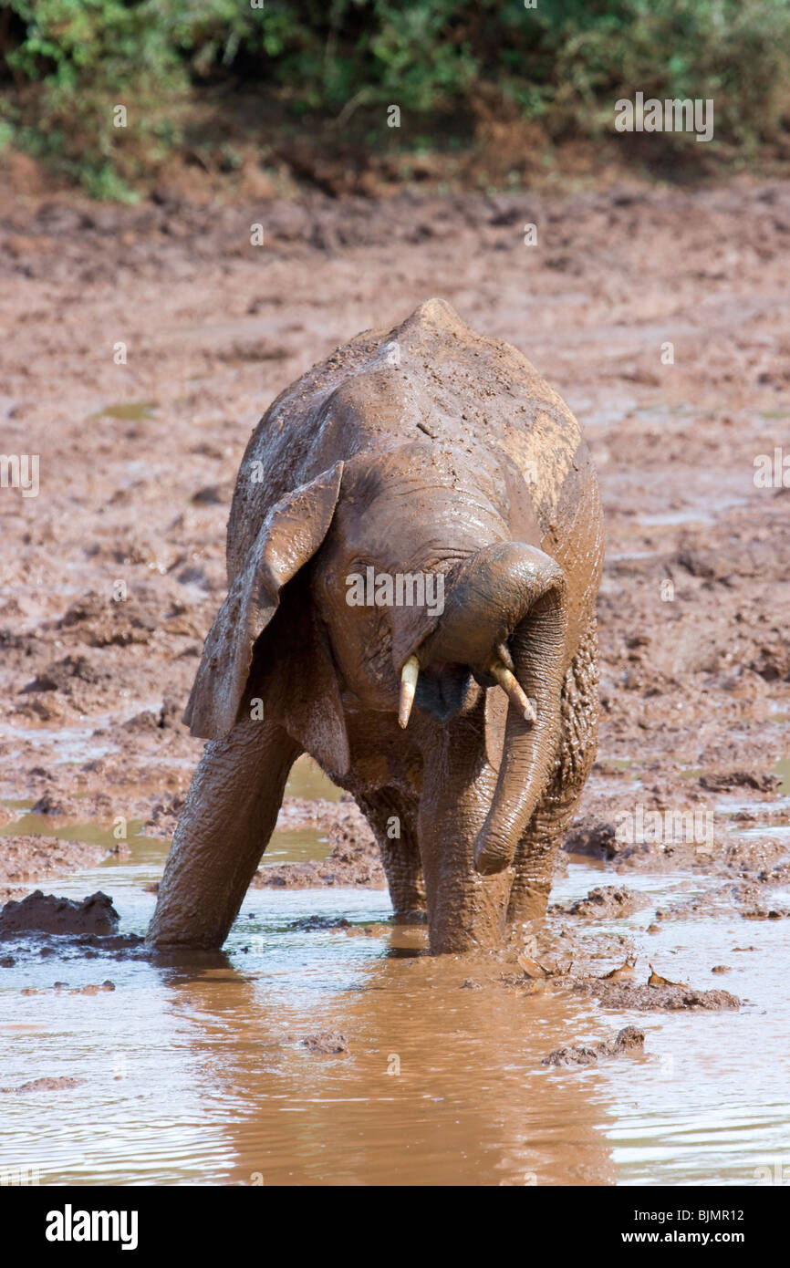 An African elephant calf playing in the mud (Tsavo national park, Kenya) Stock Photo