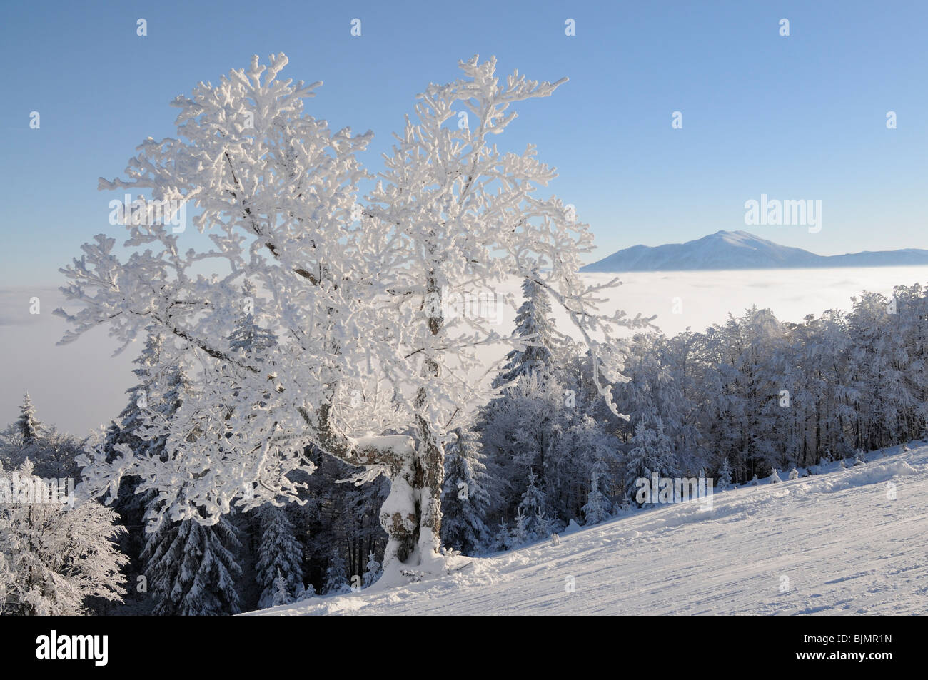 Snowy tree, in the back Mt. Schneeberg, Mt. Unterberg, Lower Austria, Austria, Europe Stock Photo