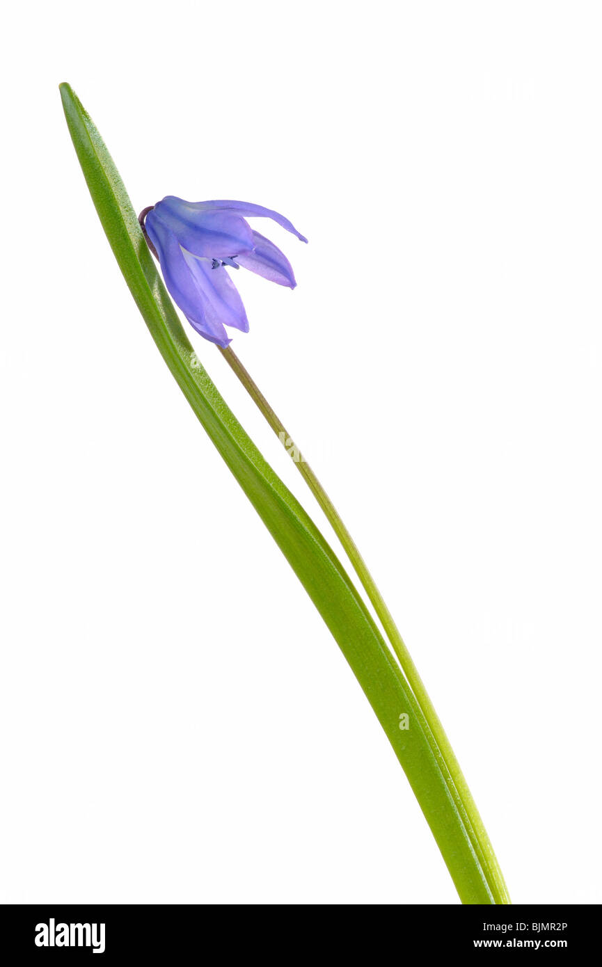 Siberian squill, wood squill or spring beauty (Scilla siberica) Stock Photo