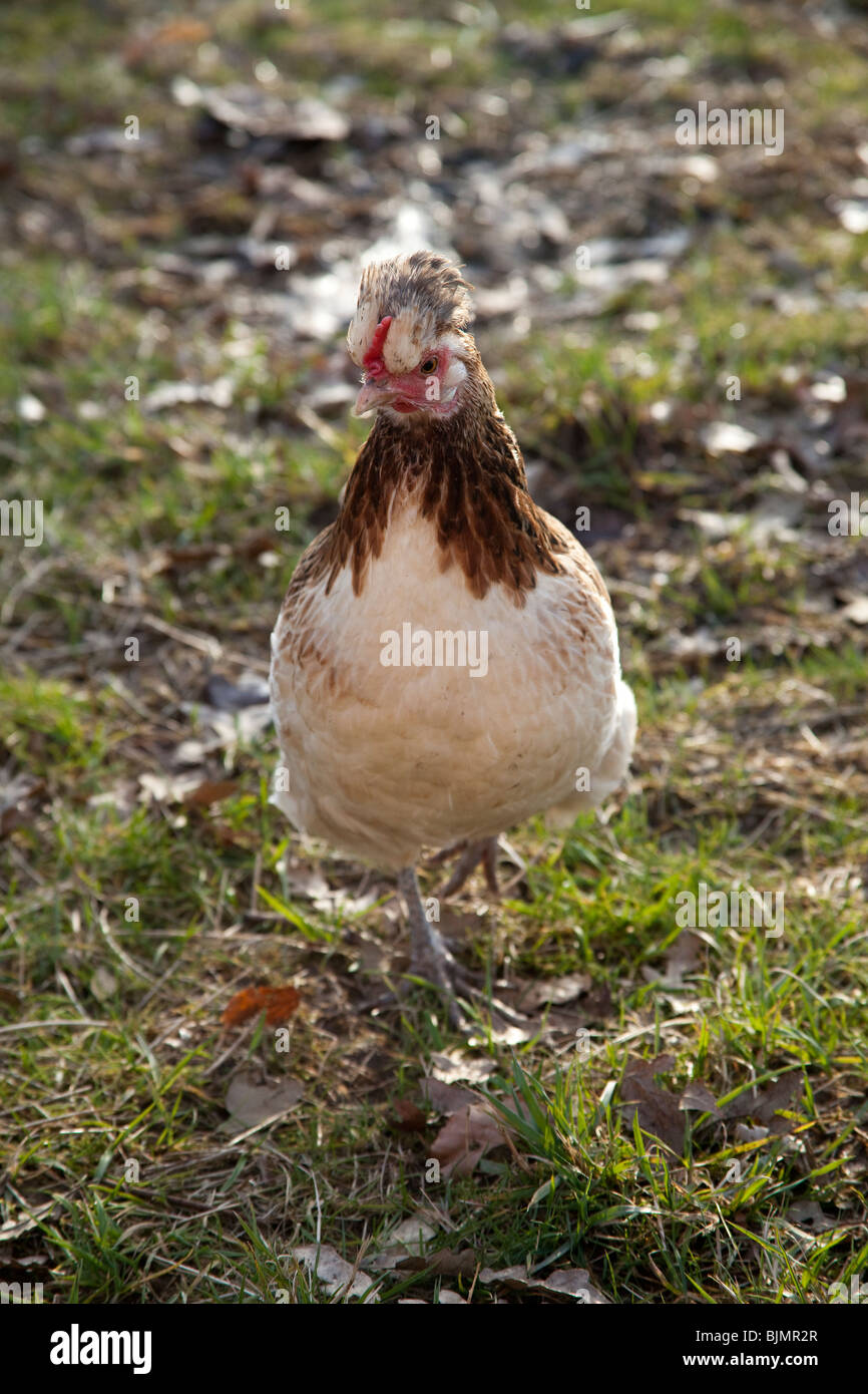 Freerange chicken on grass,  Hampshire, England. Stock Photo