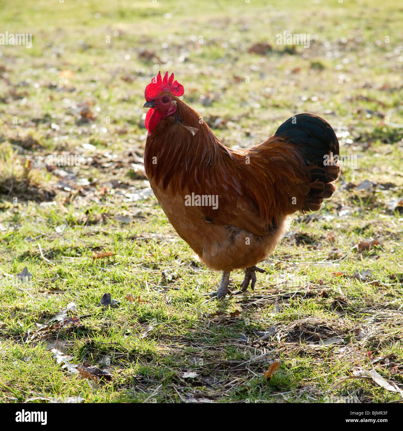 England bird poultry farming hires stock photography and images Alamy