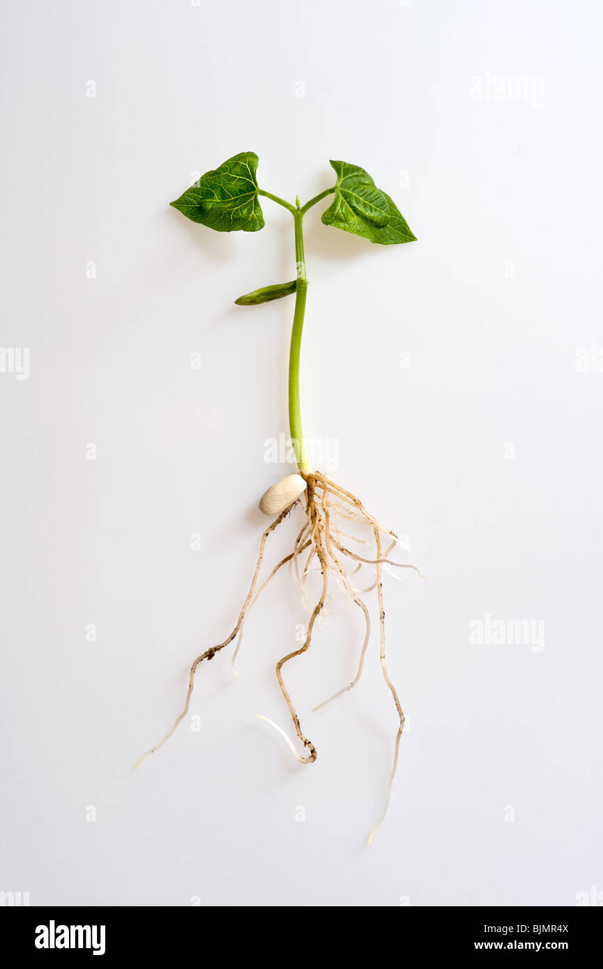Phaseolus vulgaris, french bean sprout seedling showing legume seed; shoots; roots and leaves against white background Stock Photo