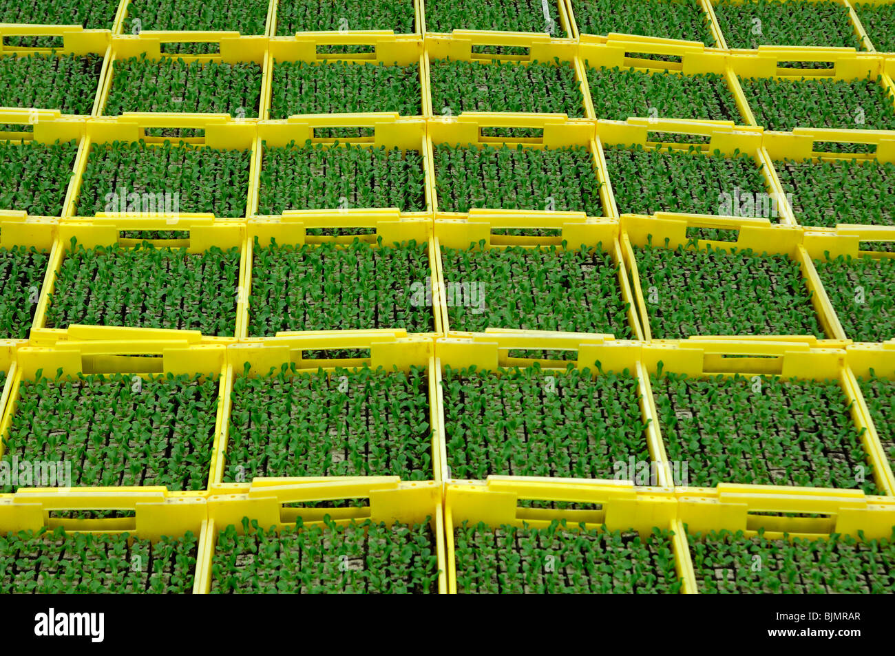 Seedlings in seed boxes in a greenhouse, nursery Stock Photo