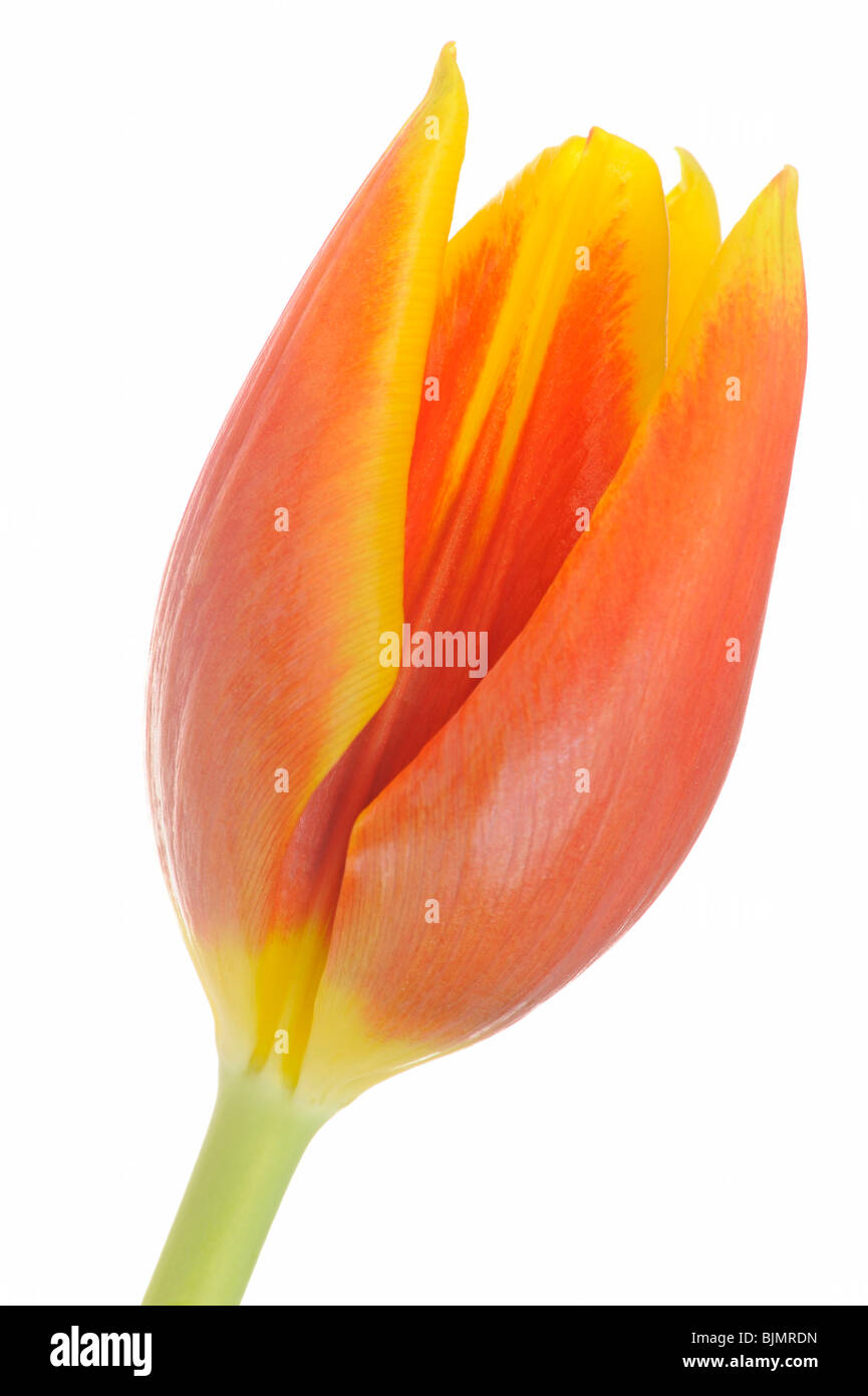 Tulip (Tulipa) Stock Photo