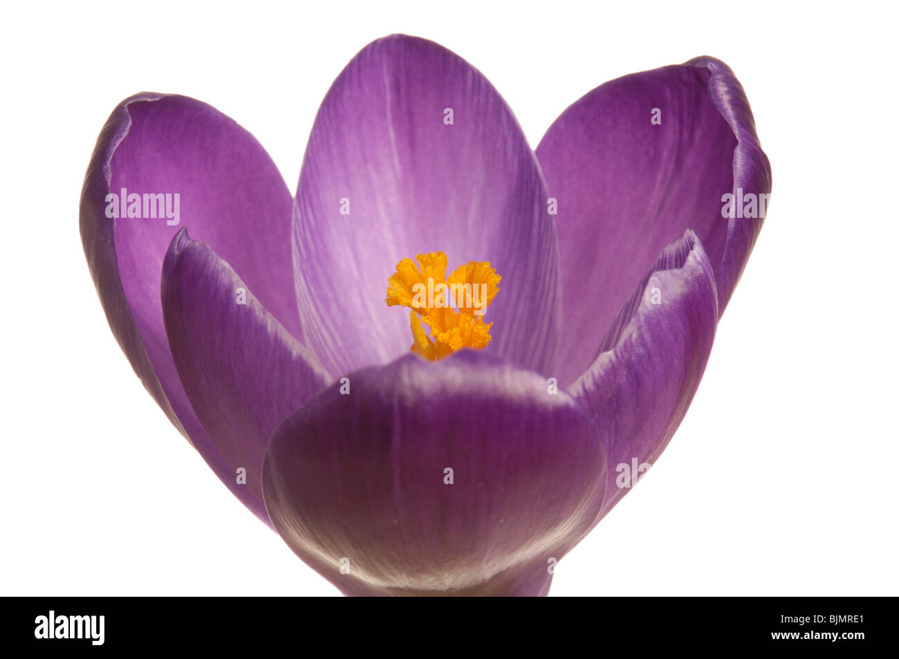 Crocus (Crocus), violet Stock Photo