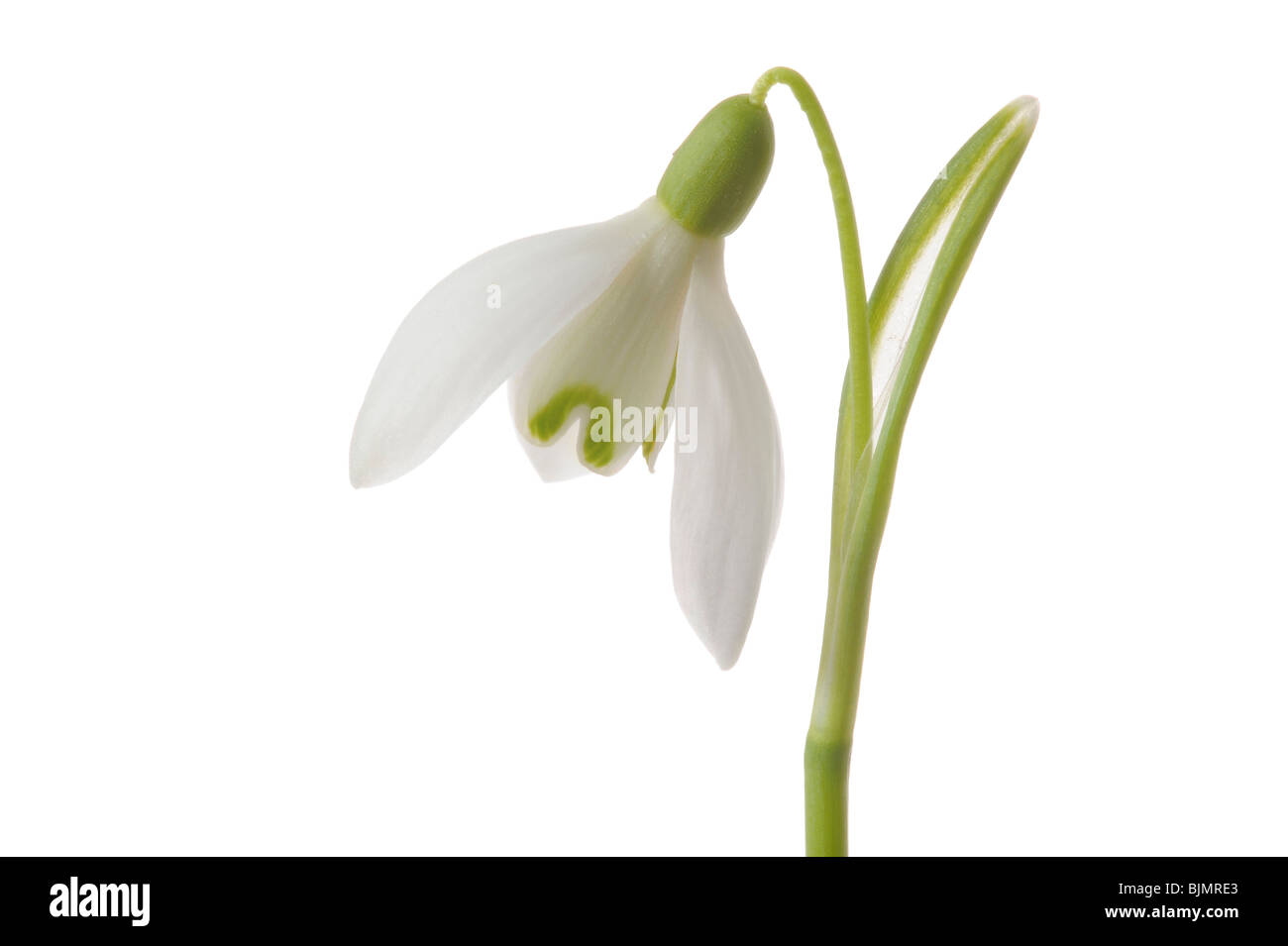 Snowdrop (Galanthus nivalis) Stock Photo