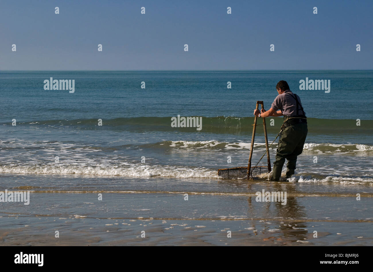 Professional fisherman, gathering shellfish (Donax variabilis Stock ...
