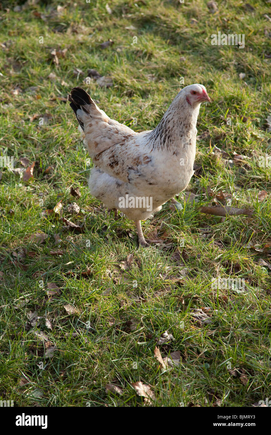 Freerange chicken on grass,  Hampshire, England. Stock Photo