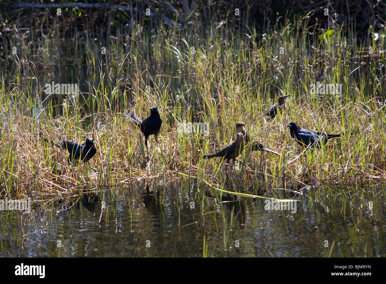 American Crows or Corvus brachyrhynchos in he River of Grass, Sawgrass, in the Everglades National Park, Miami Florida USA Stock Photo