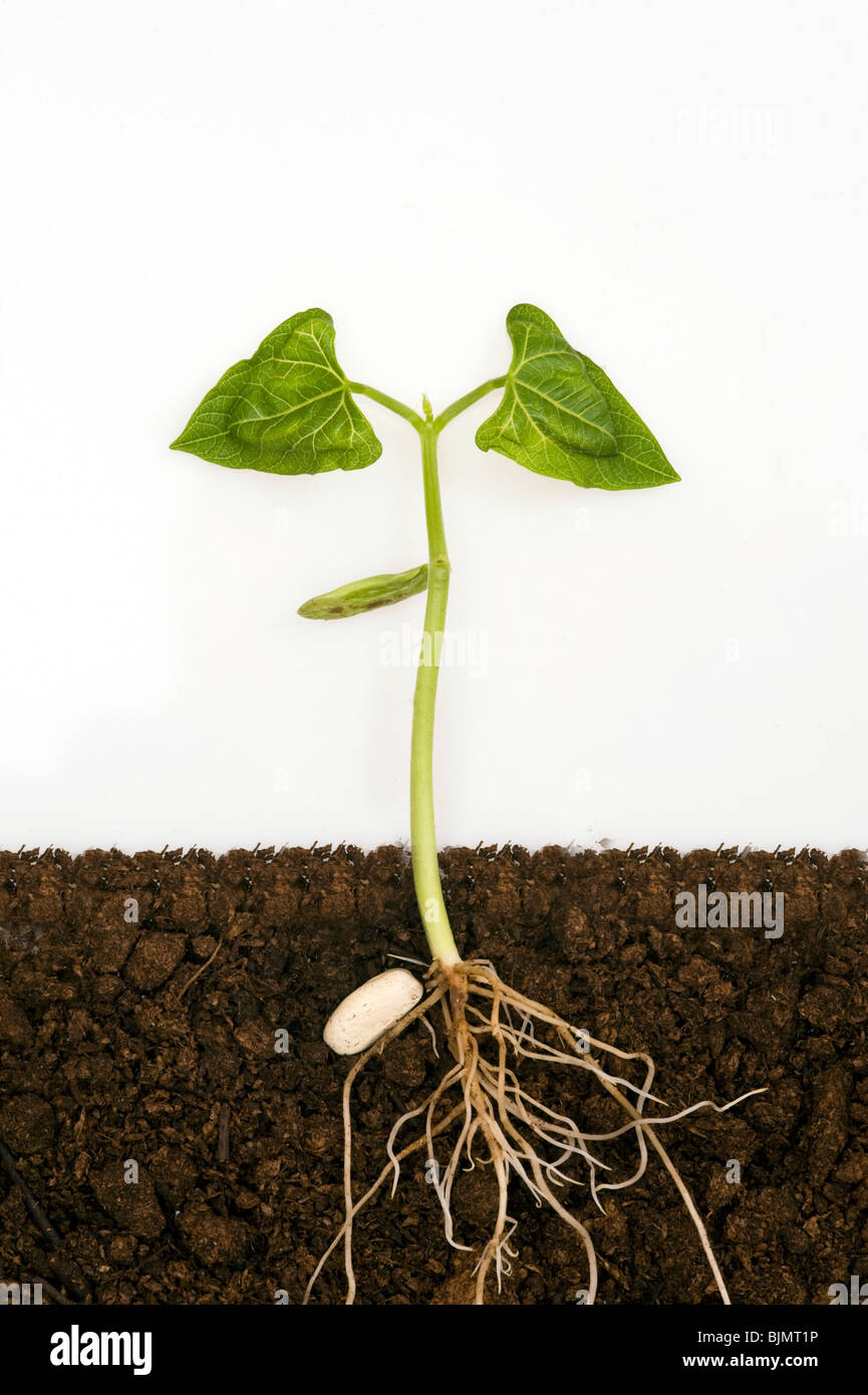 Phaseolus vulgaris french bean seedling showing legume seed shoots roots below ground level in compost against white background Stock Photo