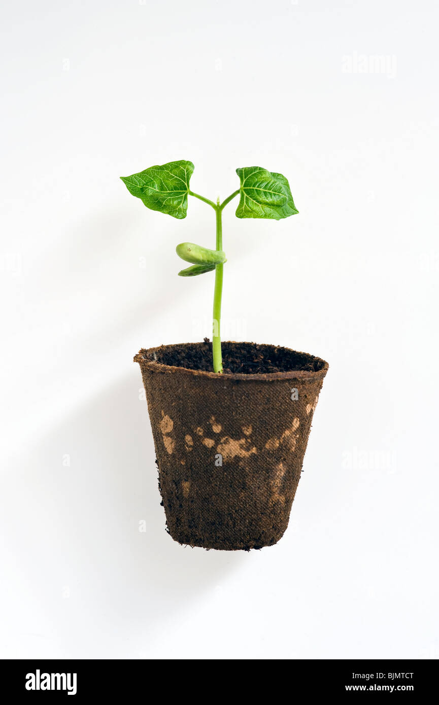 Phaseolus vulgaris, french bean seedling in a peat pot showing legume shoots and leaves against white background Stock Photo