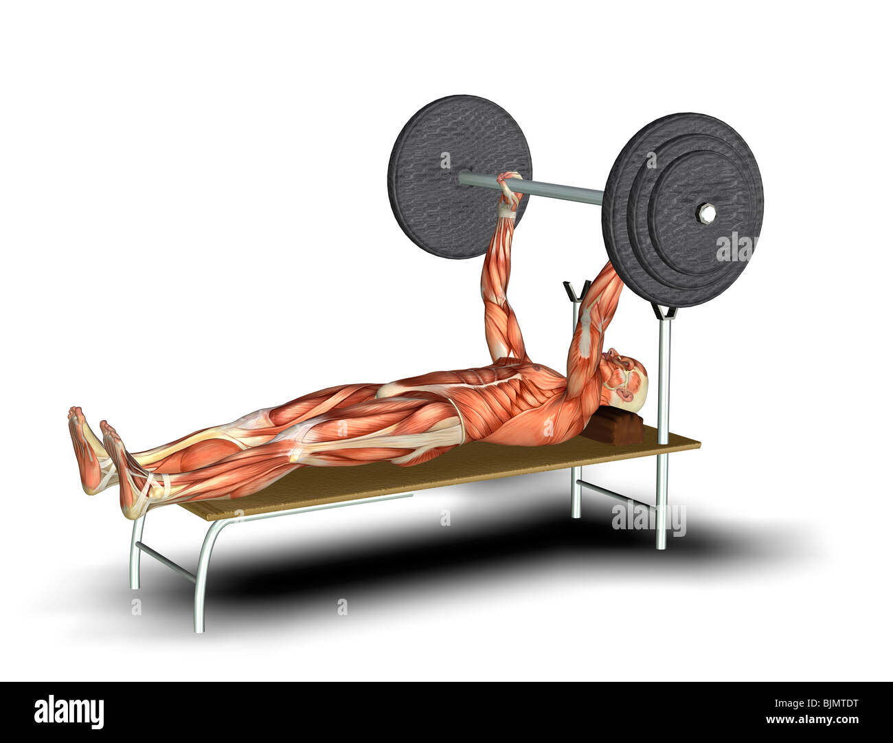 muscle man as weightlifter Stock Photo