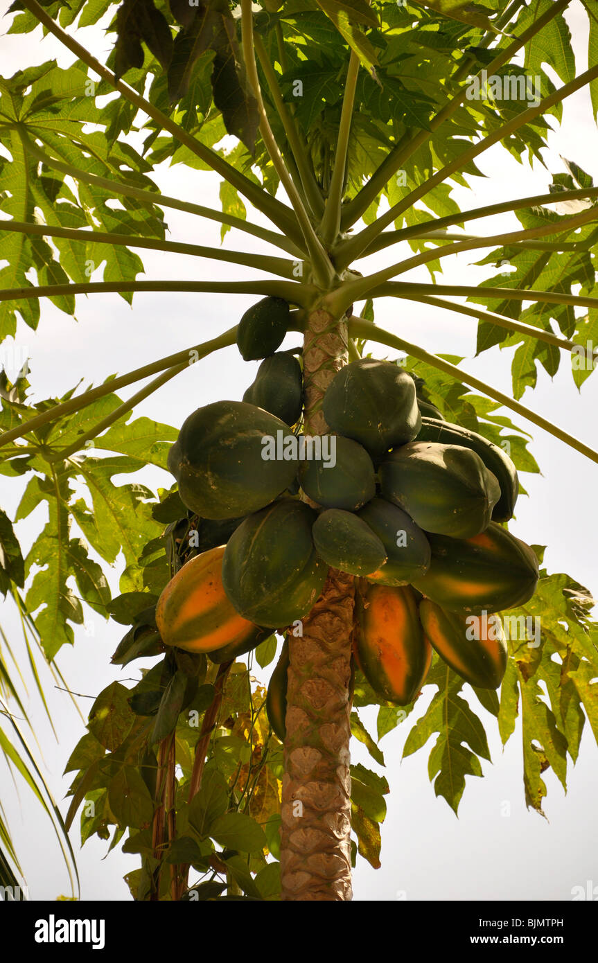 Paw paw, The Gambia Stock Photo