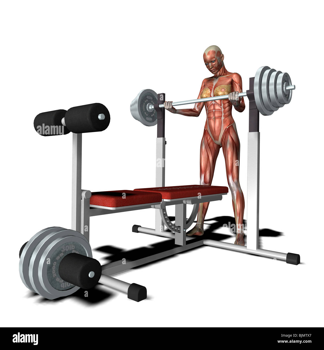 muscle woman at weightlifting Stock Photo