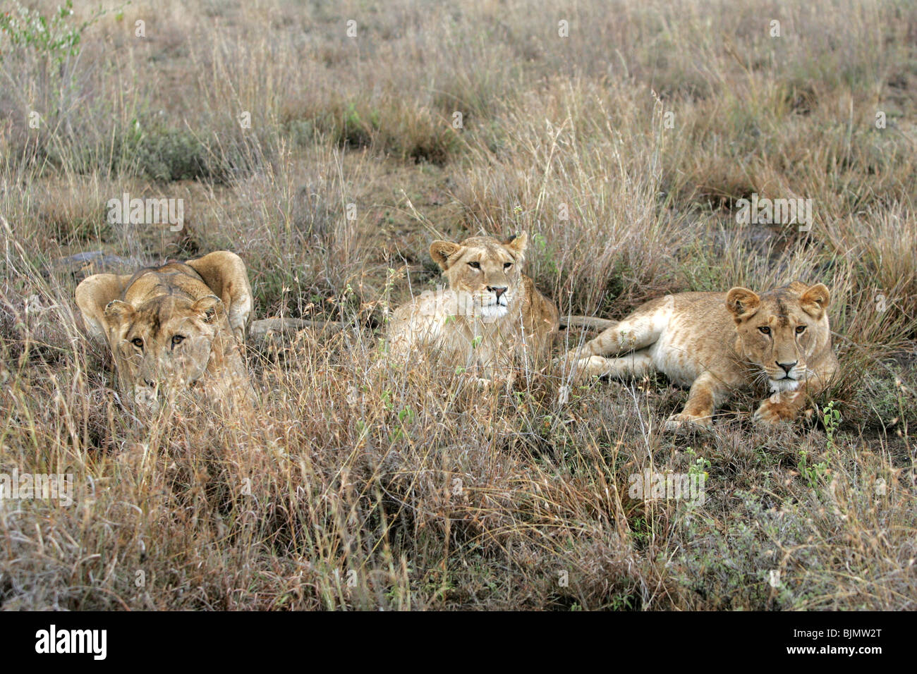 A group of lionesses in Kenya, East Africa Stock Photo - Alamy