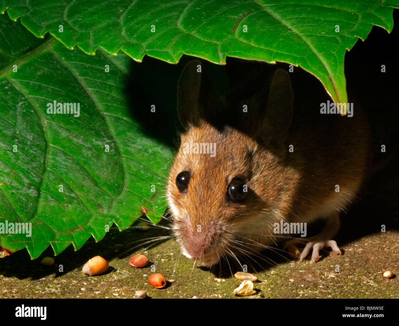 Wood Mouse (apodemus sylvaticus) eating seeds under leaves in a city garden Stock Photo