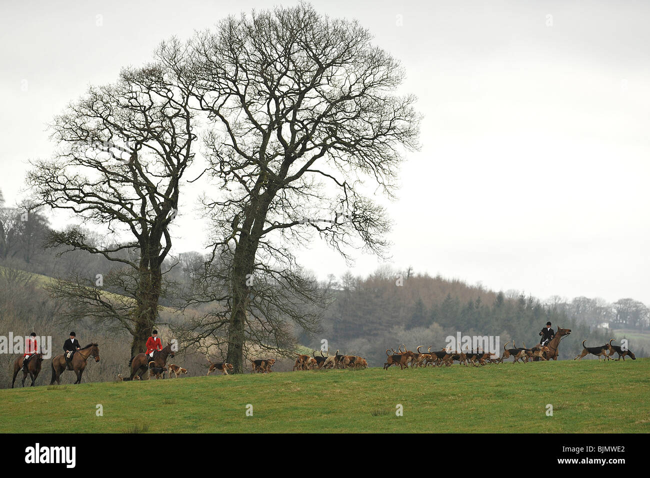 fox hunting Stock Photo