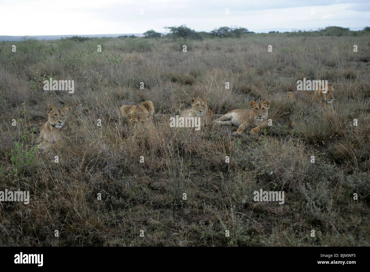 A group of lionesses in Kenya, East Africa Stock Photo - Alamy