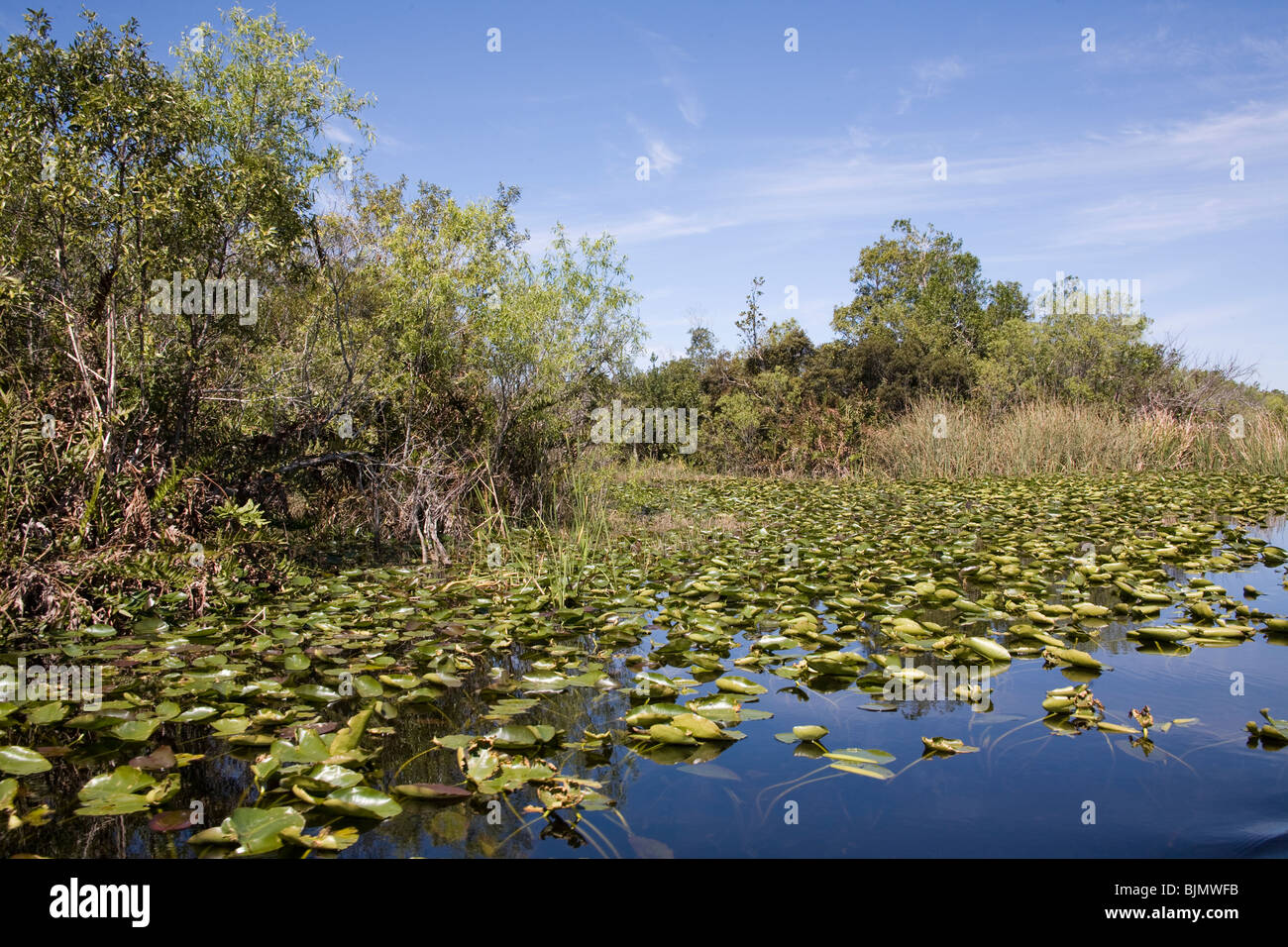 Water lillies and foliage in the Everglades National Park, Miami Florida USA Stock Photo