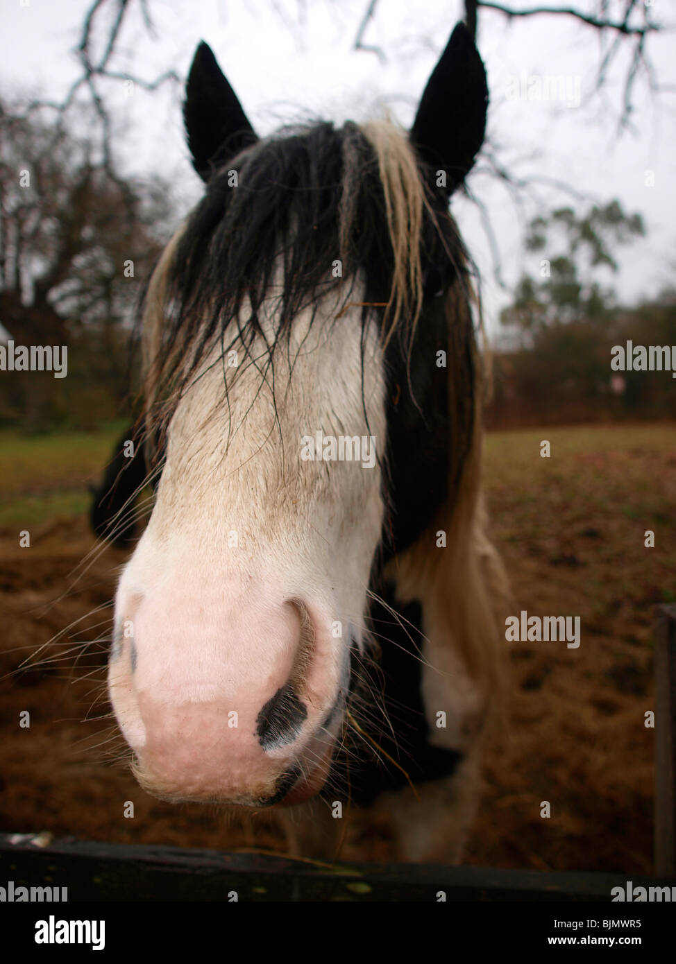 Closeup of horses head looking towards camera. Pink nose Stock Photo