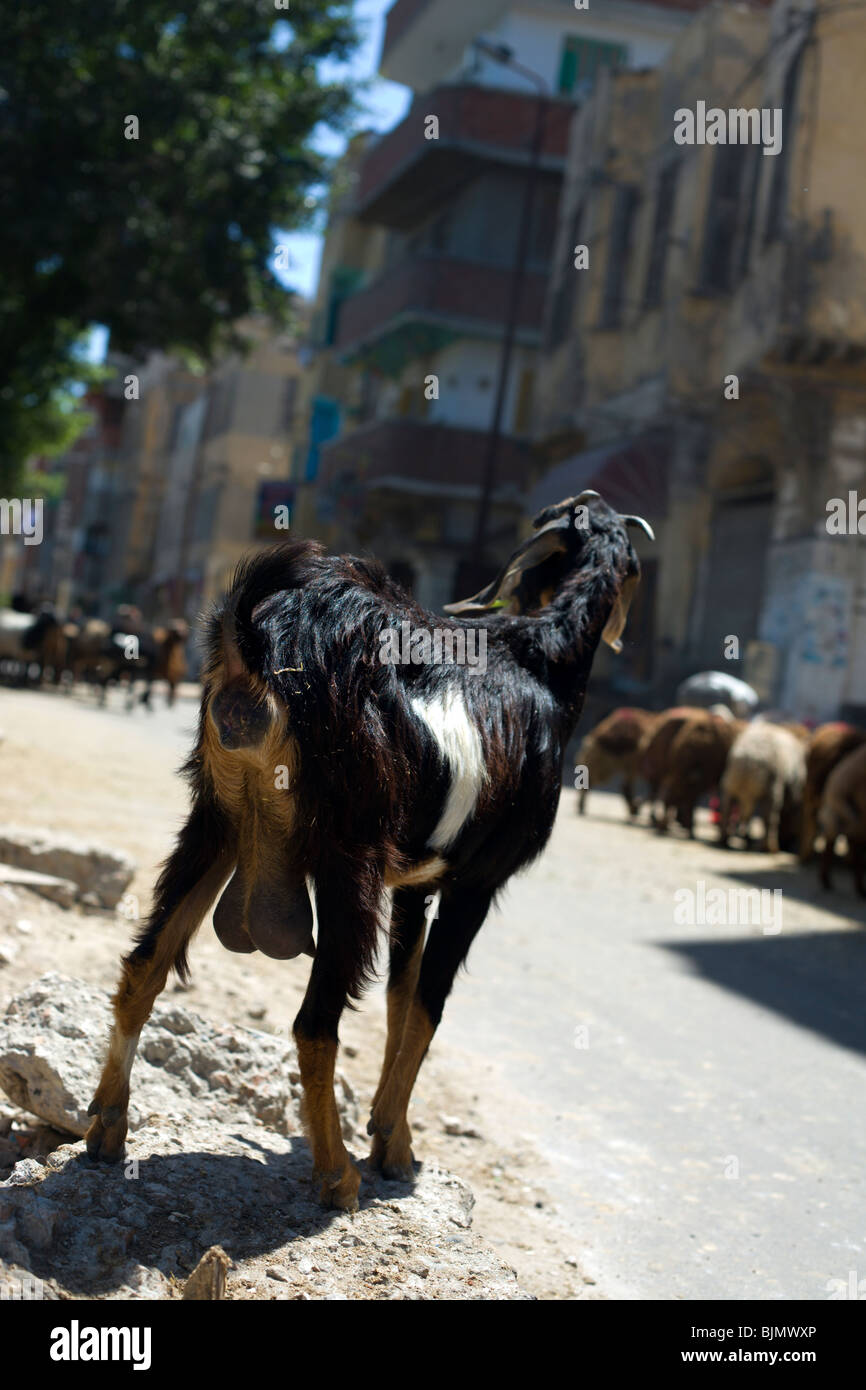 A Goat in an Egyptian City Stock Photo Alamy