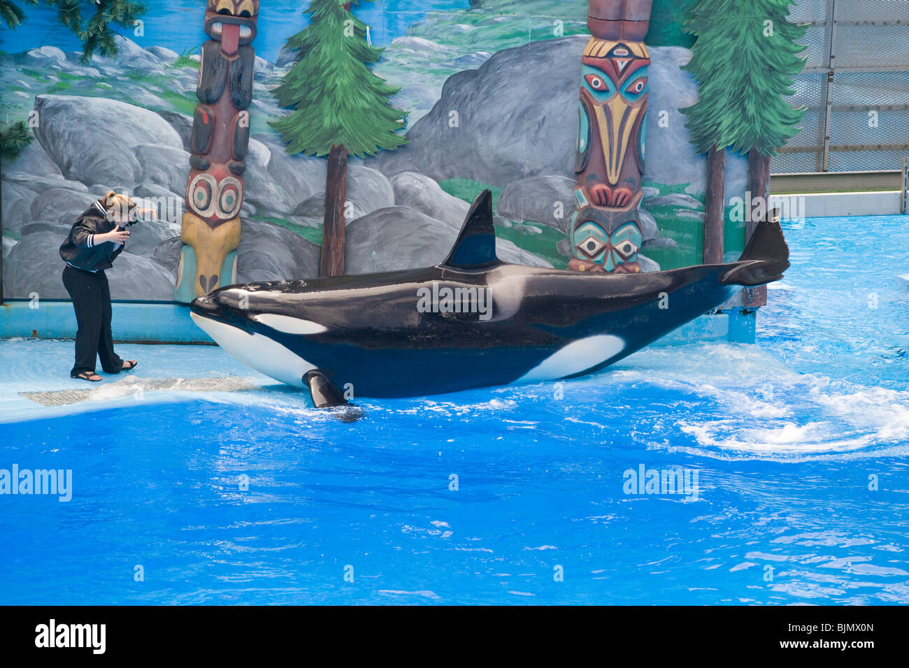 A killer whale interacts with a trainer at a Six Flags water park. Stock Photo