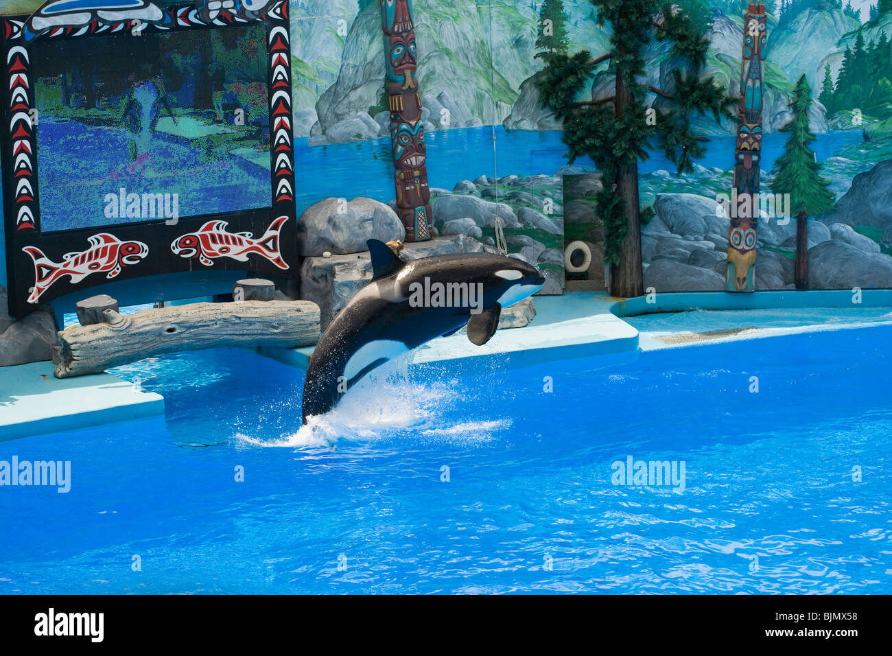 A killer whale jumps during a show at a Six Flags water park Stock Photo -  Alamy