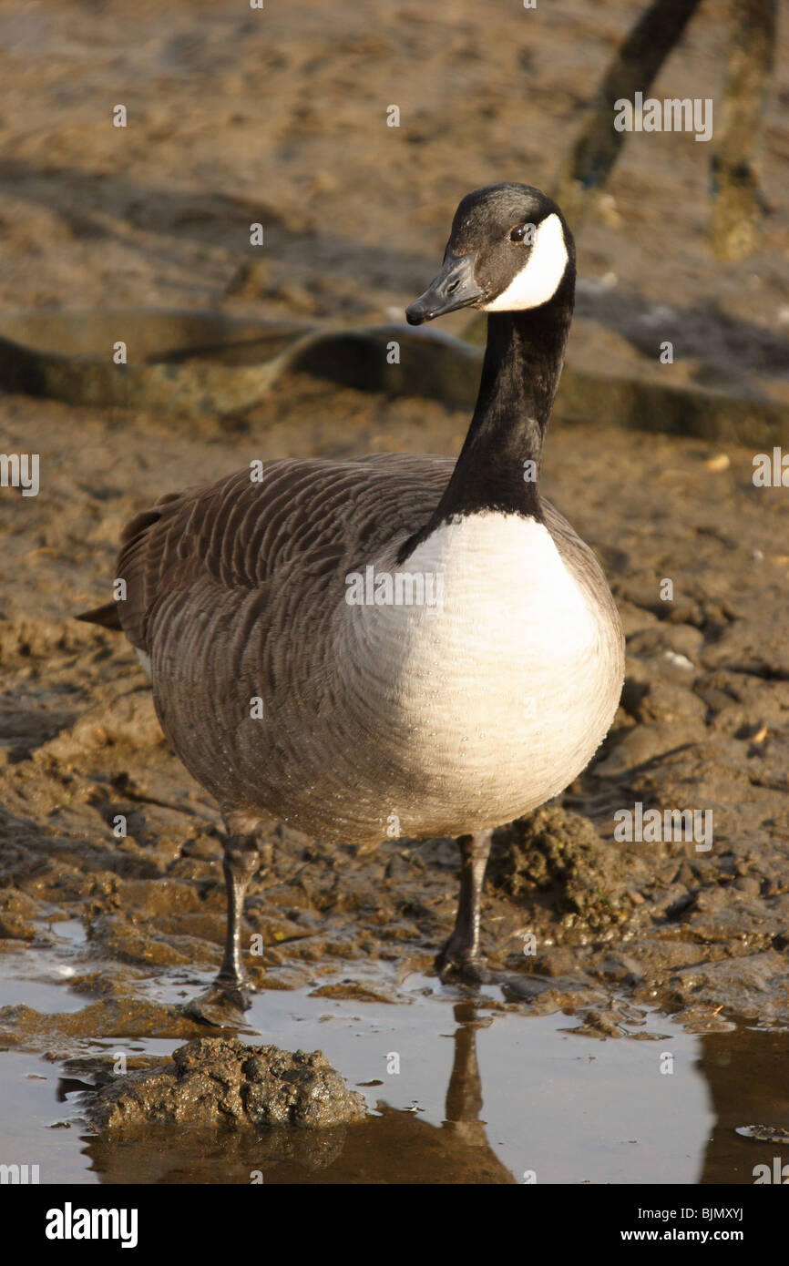 Canada goose. Branta canadensis. muddy forshore,Poole harbour, Dorset.January. Stock Photo