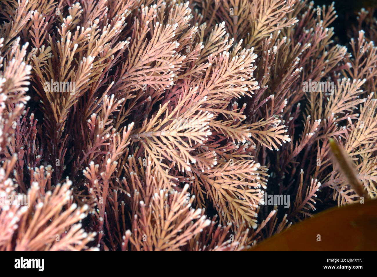 Coralweed. Coralina officinalis. Kimmeridge bay. Dorset. Stock Photo