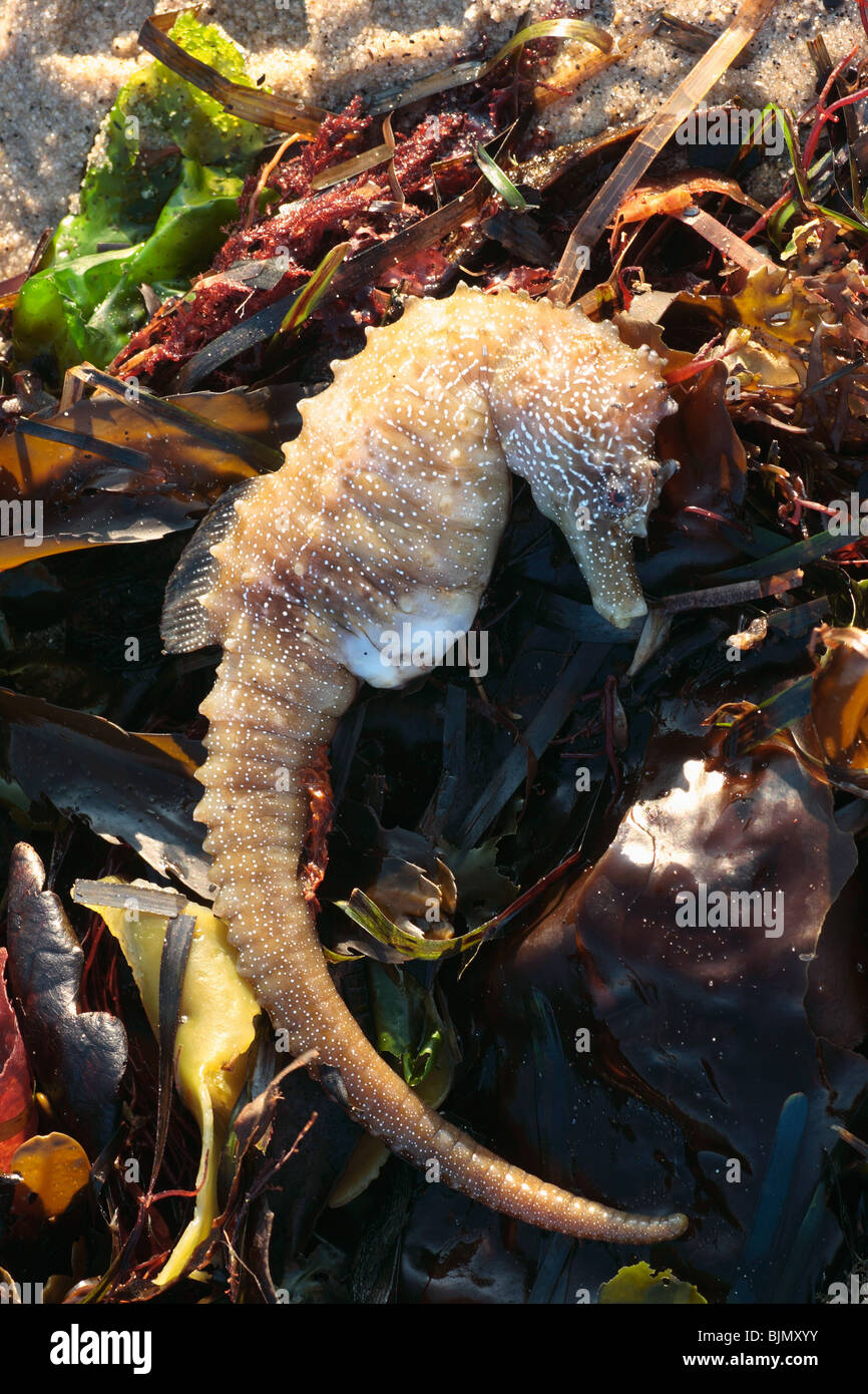 Dead spiny seahorse. Hippocampus Guttulatus. Washed up on strandline , Studland bay, Dorset. march. Stock Photo