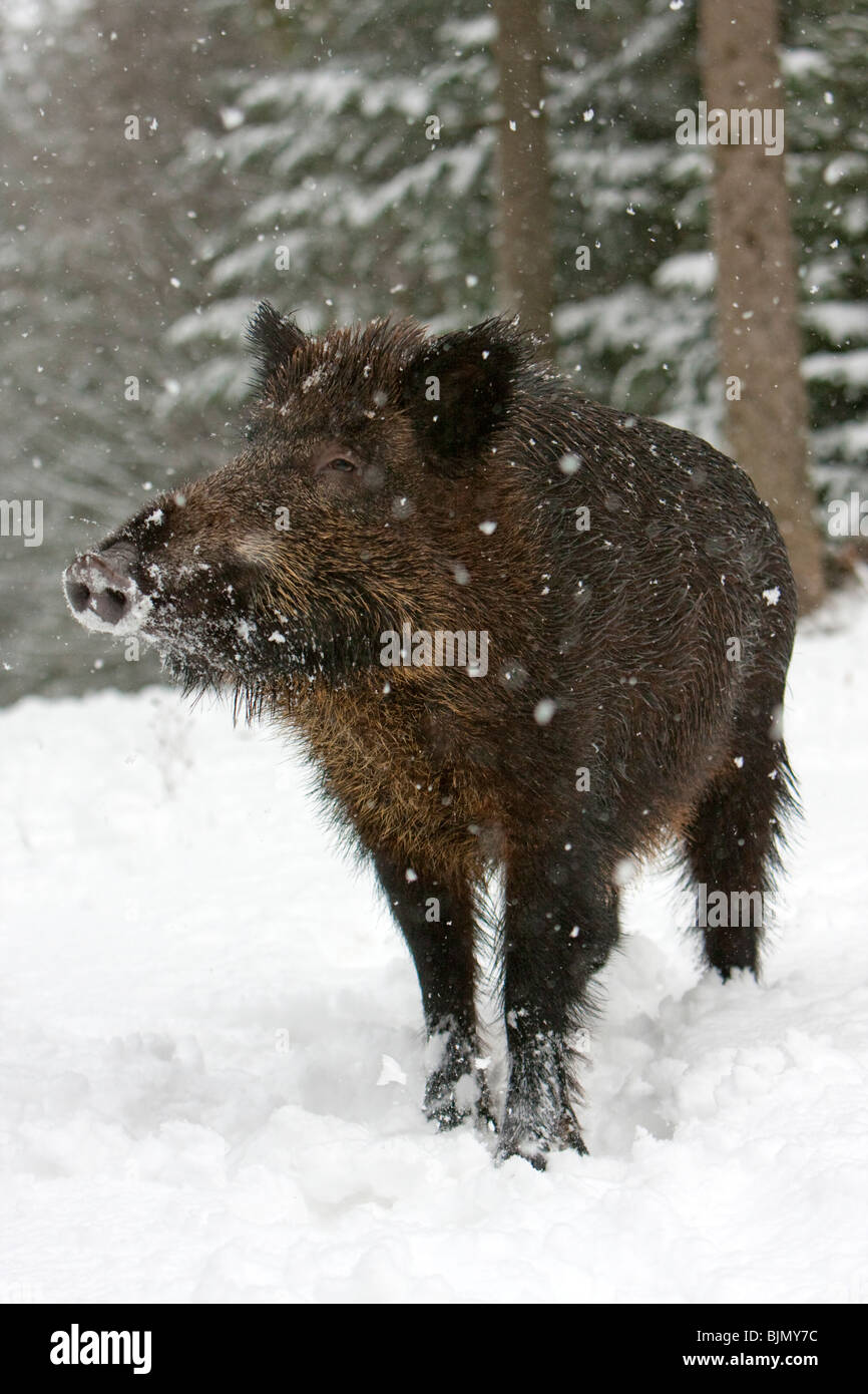 Wild boar in snowfall Sus scrofa Stock Photo