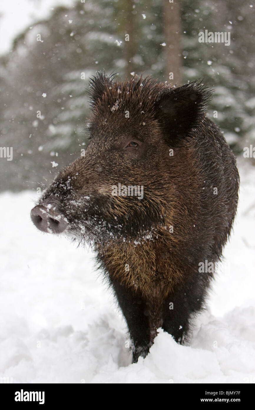 Frontal wild boar in snowfall Sus scrofa Stock Photo