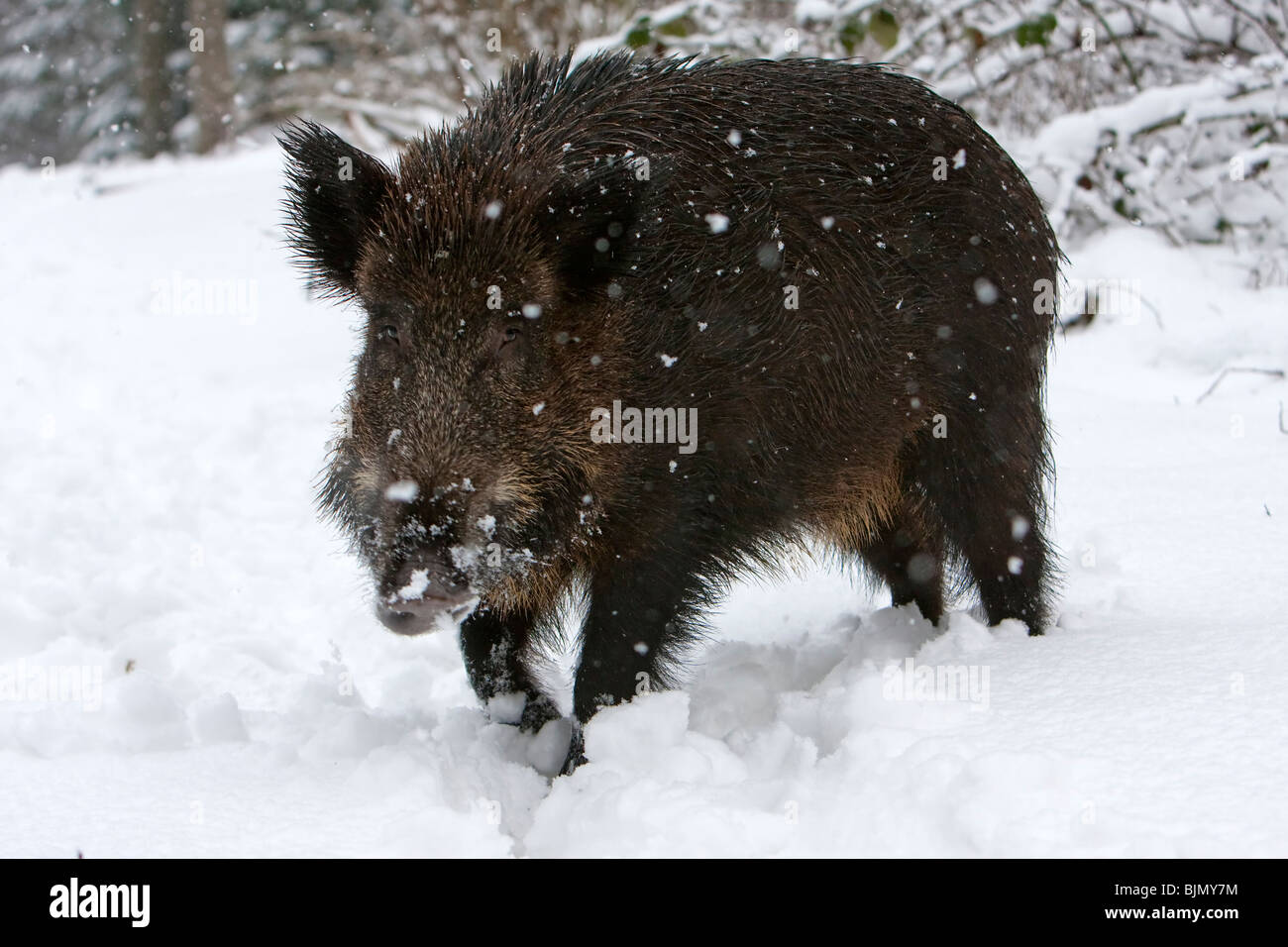Running wild boar in snowfall  Sus scrofa Stock Photo