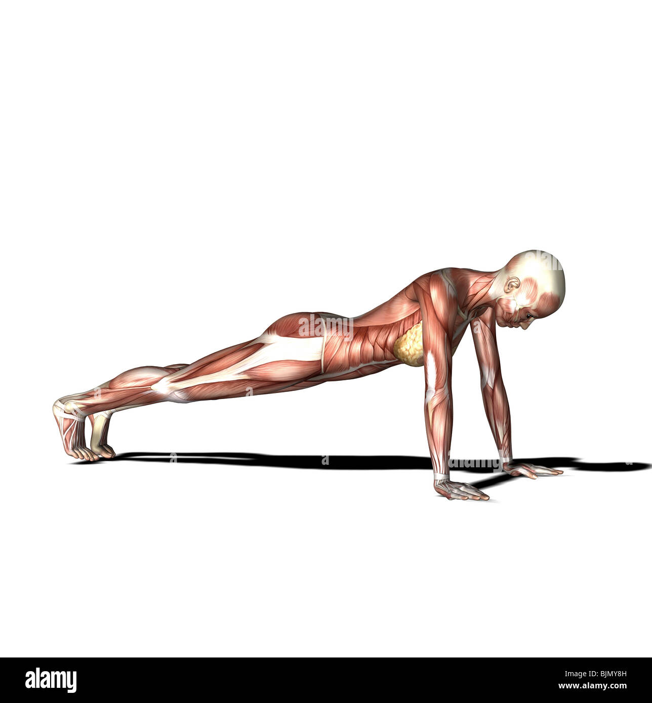 Растянуть мышцы спины. Джану ширшасана анатомия. Тренировка поперечной мышцы. Ардха матсиендрасана анатомия. Укрепление мышц разгибателей спины упражнения.