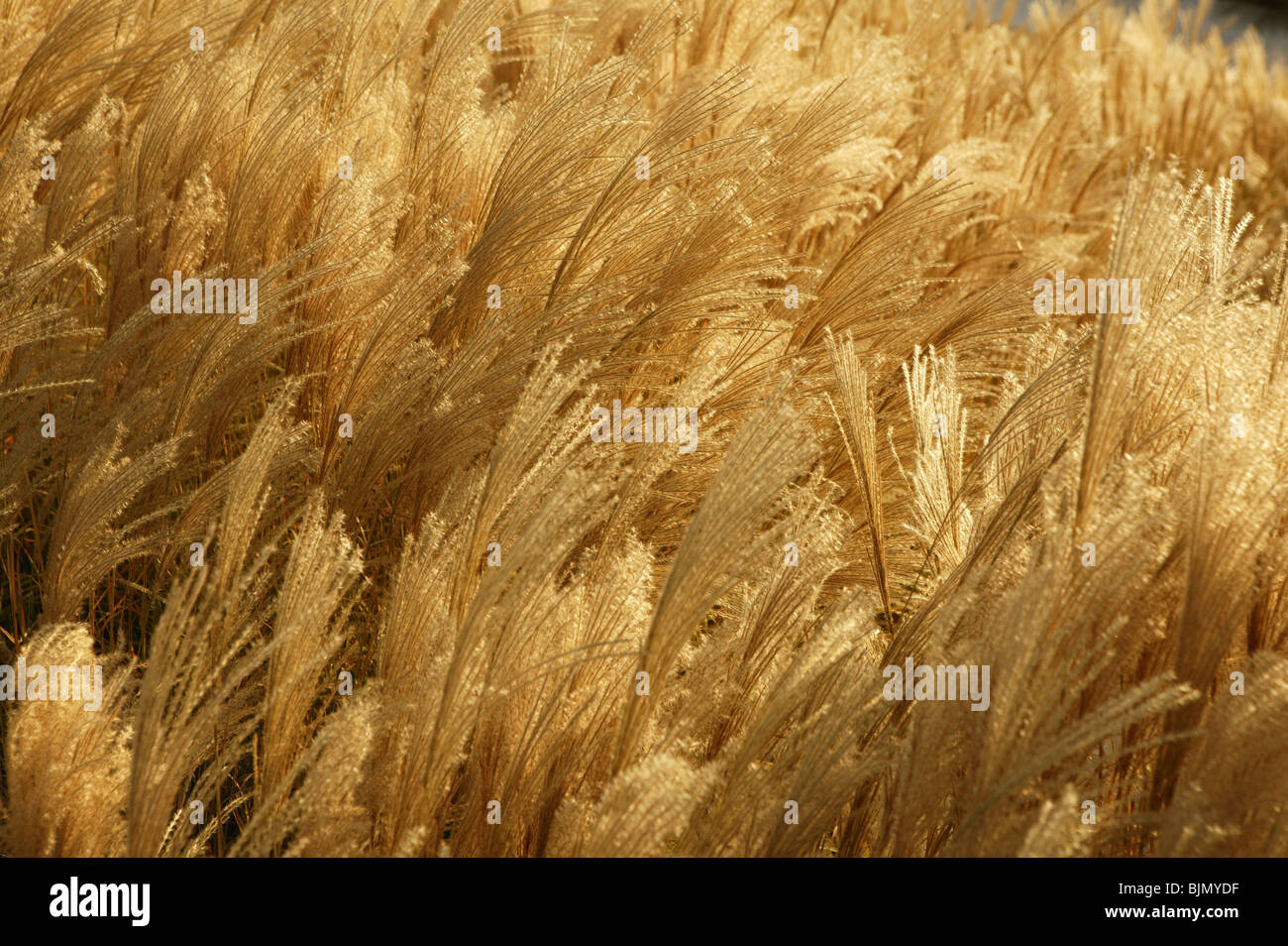 Golden spikes grass crop background pattern Stock Photo