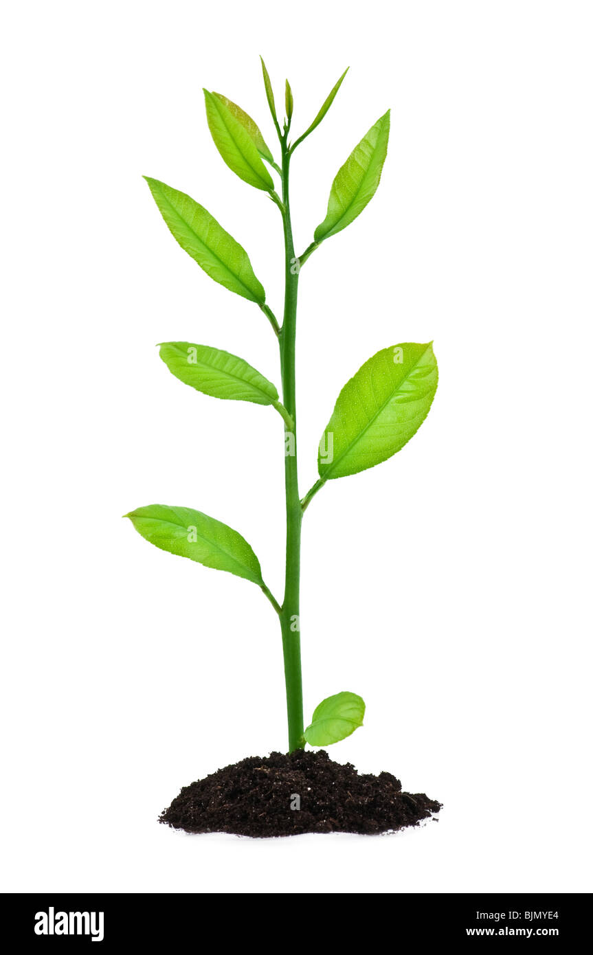 small tree isolated on white Stock Photo Alamy