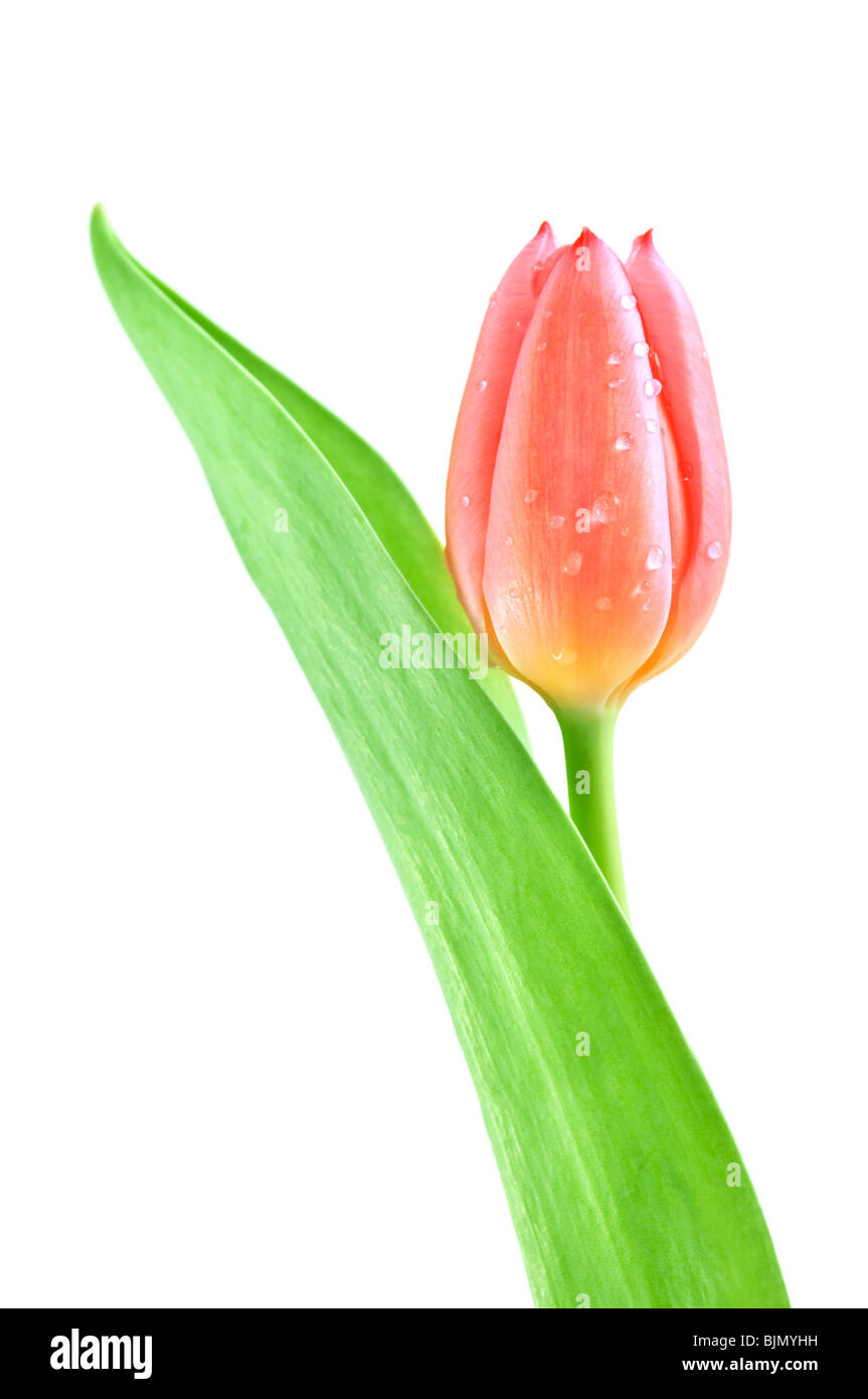 tulip isolated on white background Stock Photo