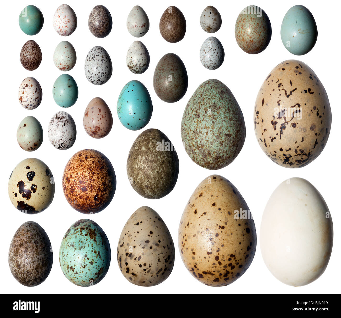 Eggs of birds in front of white background. Stock Photo