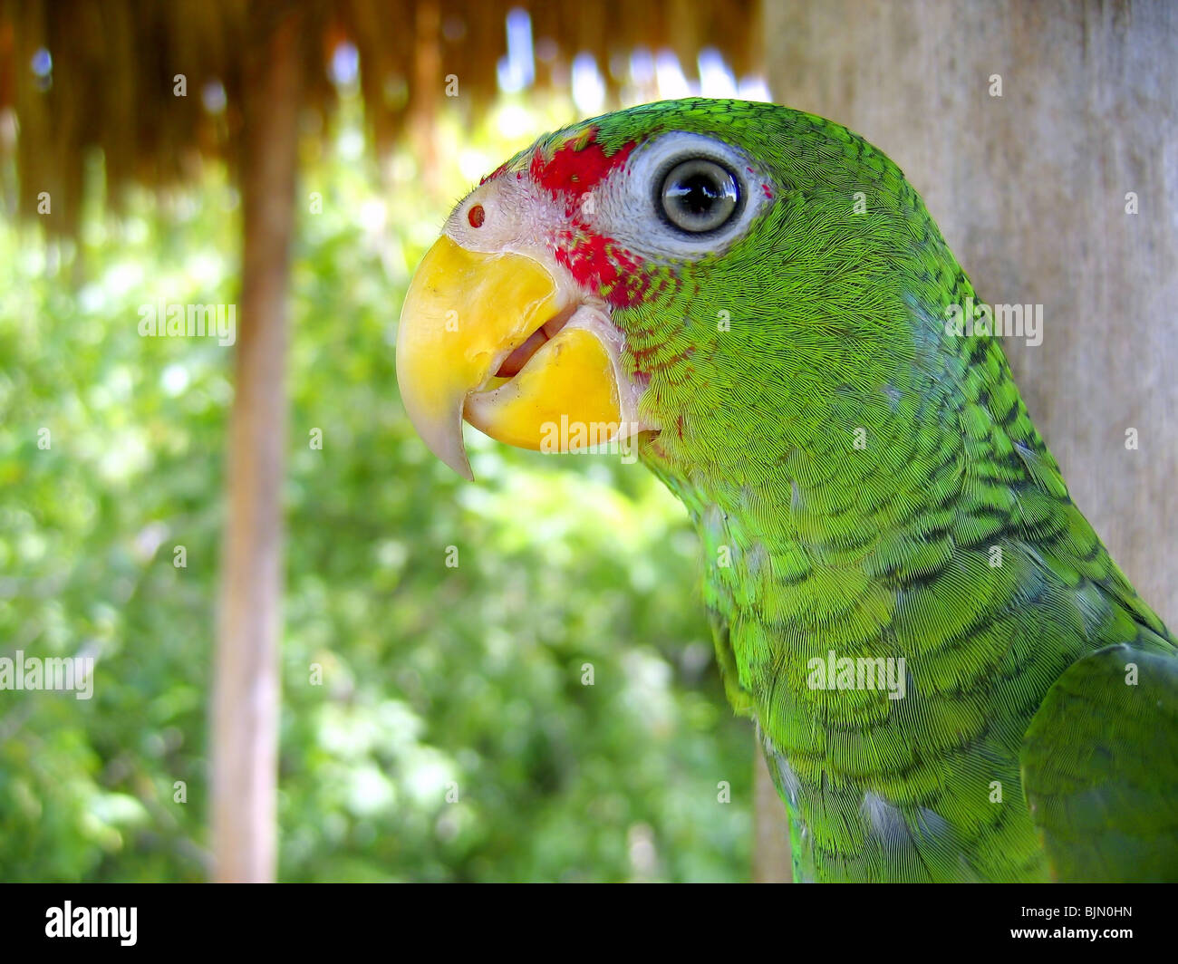 cotorra parrot green from Central America Mexico jungle Stock Photo